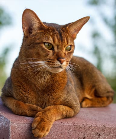 Picture of a Abyssinian cat