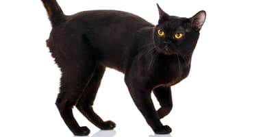 Picture of a Bombay cat