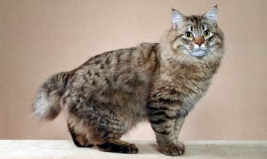 Picture of a American Bobtail cat