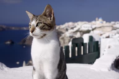 Picture of a Aegean cat